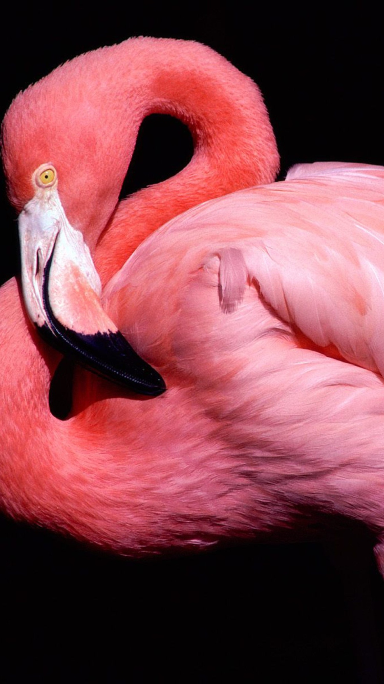 Pink Flamingo Posing wallpaper 750x1334