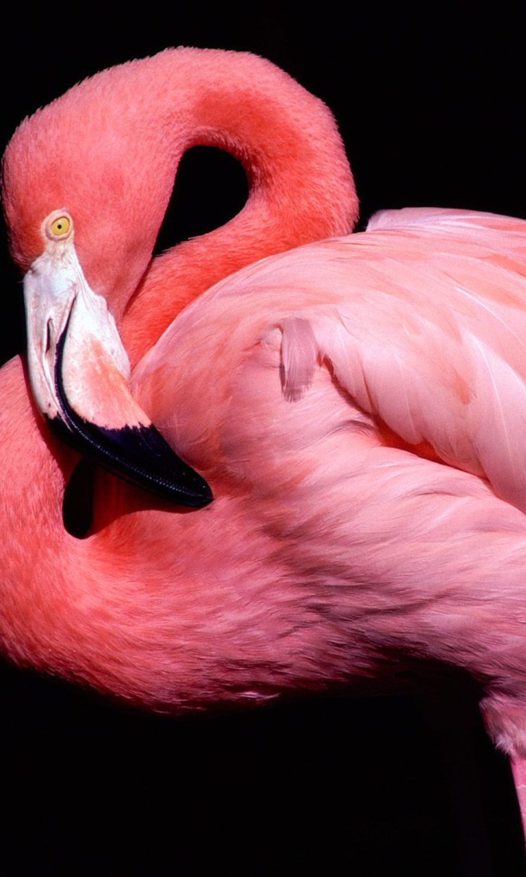 Screenshot №1 pro téma Pink Flamingo Posing 768x1280