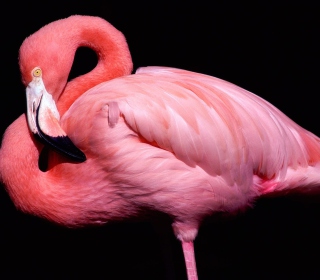 Kostenloses Pink Flamingo Posing Wallpaper für iPad 2