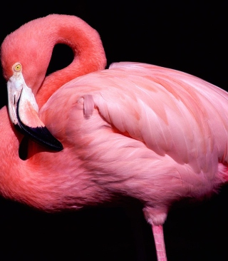 Pink Flamingo Posing - Obrázkek zdarma pro Nokia Lumia 800