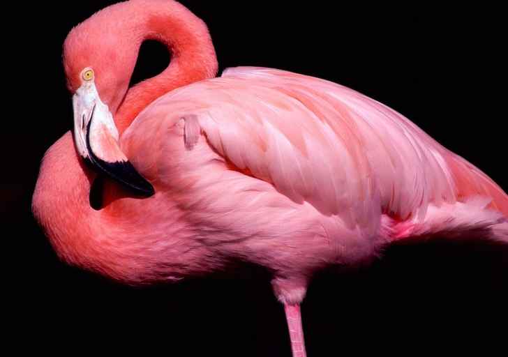 Fondo de pantalla Pink Flamingo Posing