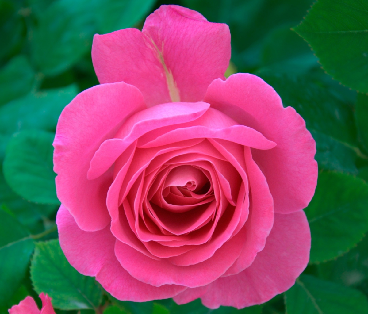 Das Bright Pink Rose Wallpaper 1200x1024