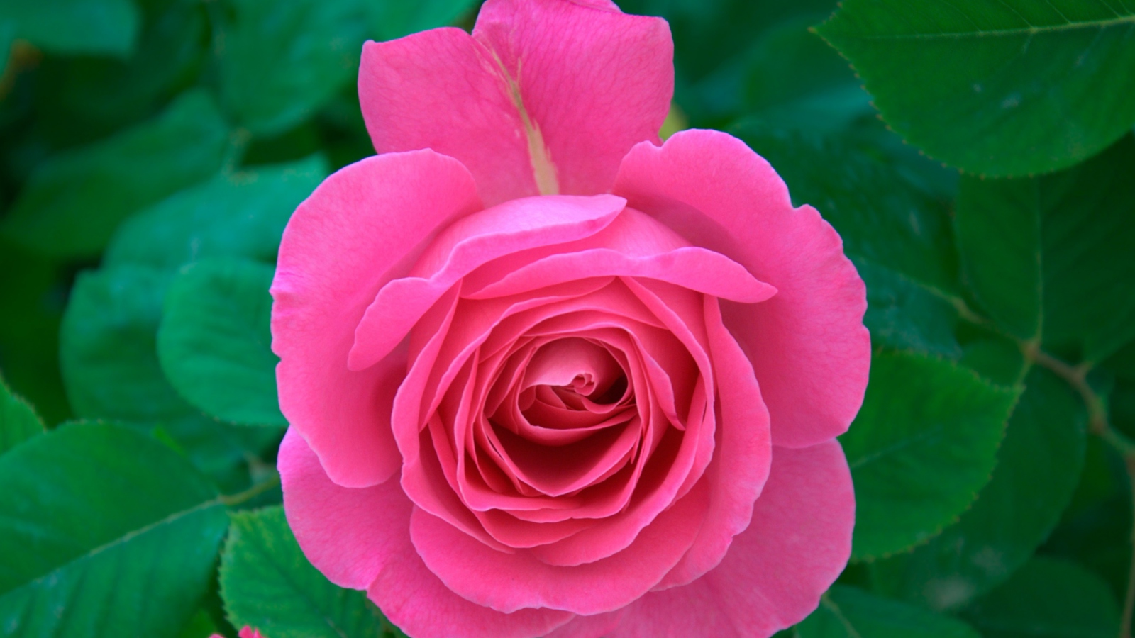 Fondo de pantalla Bright Pink Rose 1600x900