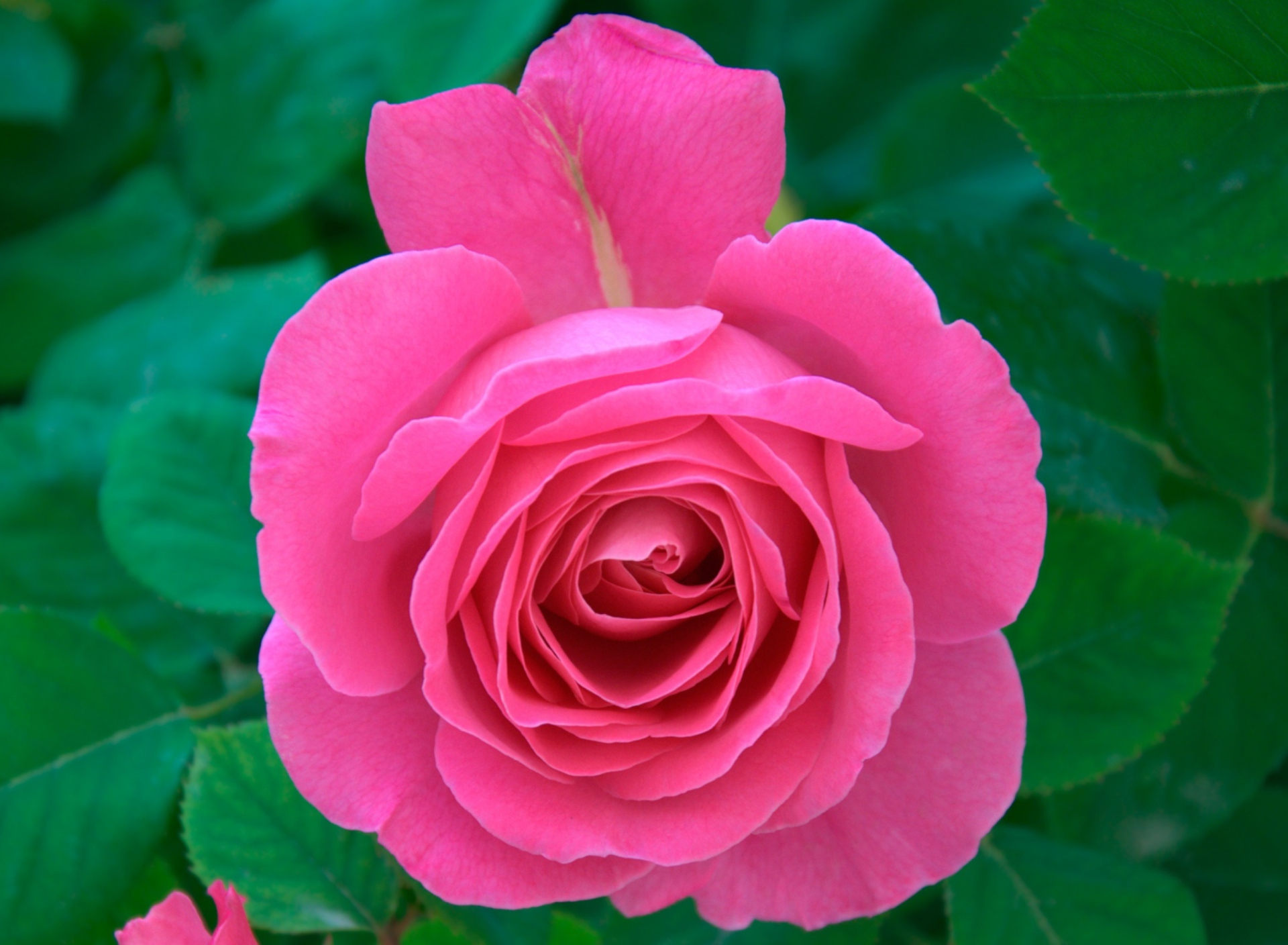 Das Bright Pink Rose Wallpaper 1920x1408