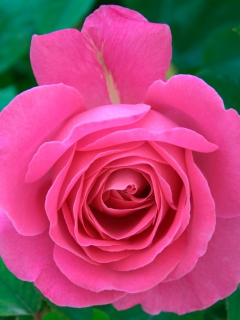 Bright Pink Rose screenshot #1 240x320