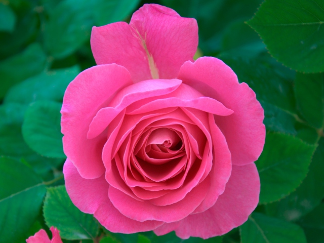 Das Bright Pink Rose Wallpaper 640x480