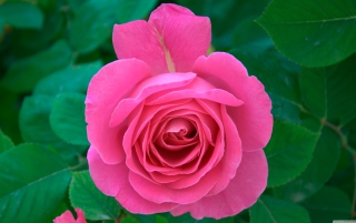 Bright Pink Rose Wallpaper for Android, iPhone and iPad