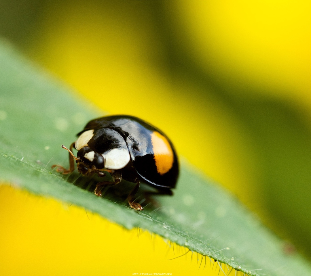 Обои Yellow Ladybug On Green Leaf 1080x960