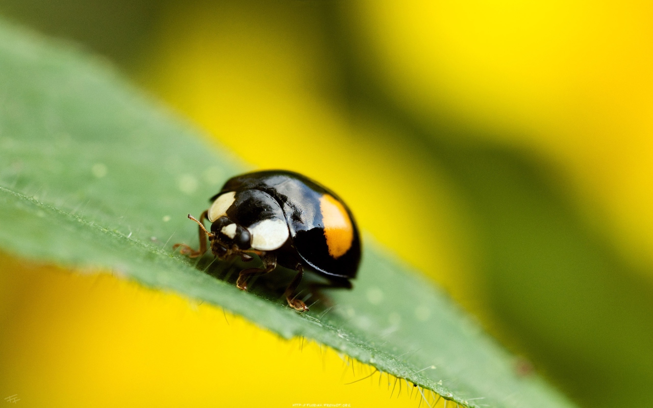 Обои Yellow Ladybug On Green Leaf 1280x800