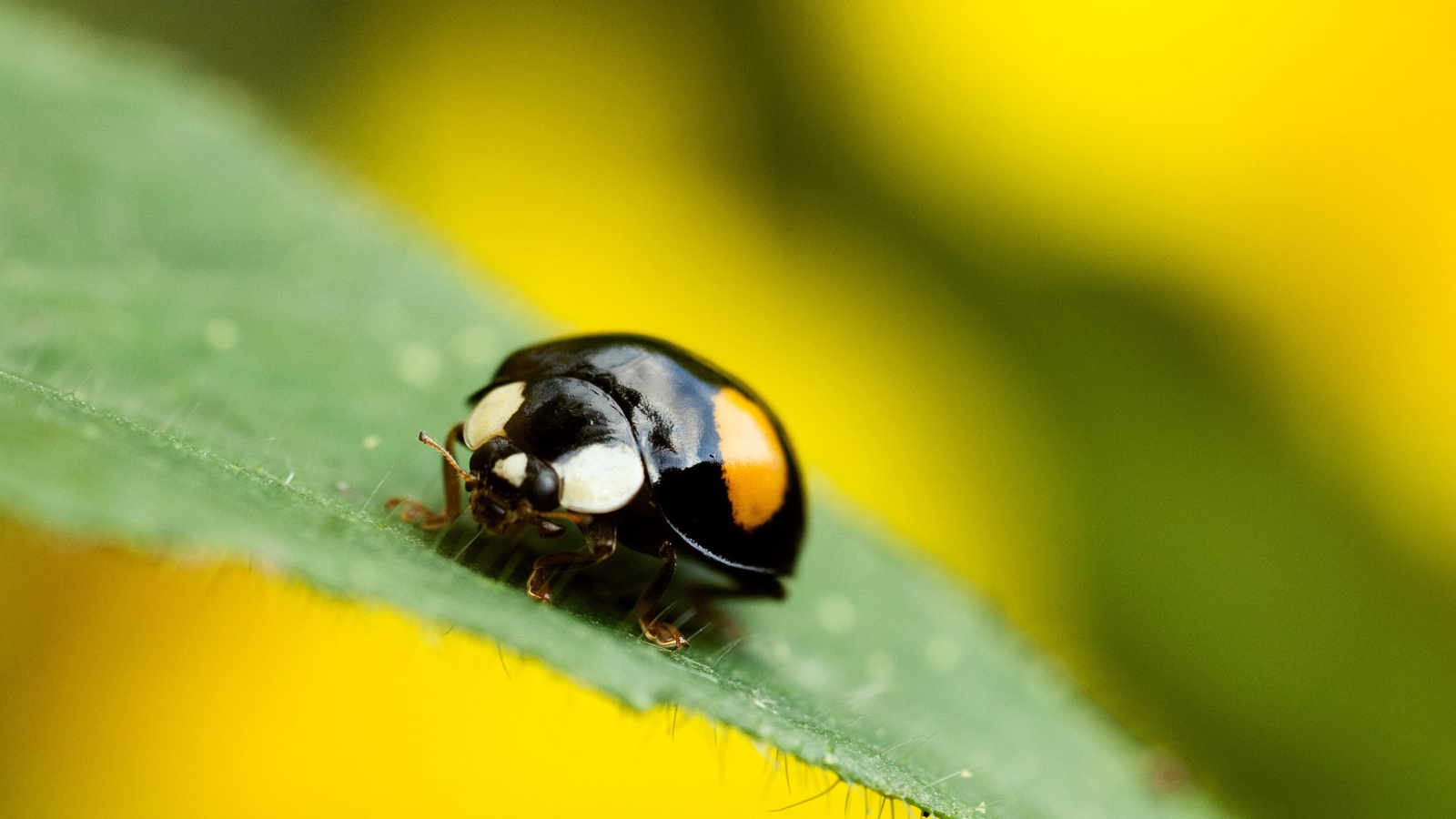 Fondo de pantalla Yellow Ladybug On Green Leaf 1600x900