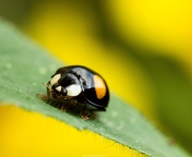 Yellow Ladybug On Green Leaf wallpaper 176x144