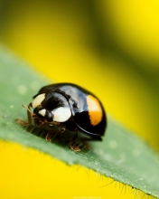 Fondo de pantalla Yellow Ladybug On Green Leaf 176x220