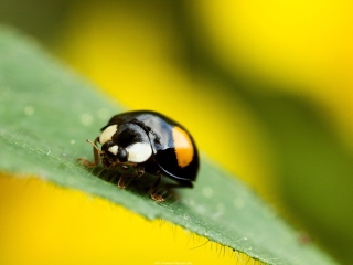 Sfondi Yellow Ladybug On Green Leaf 320x240