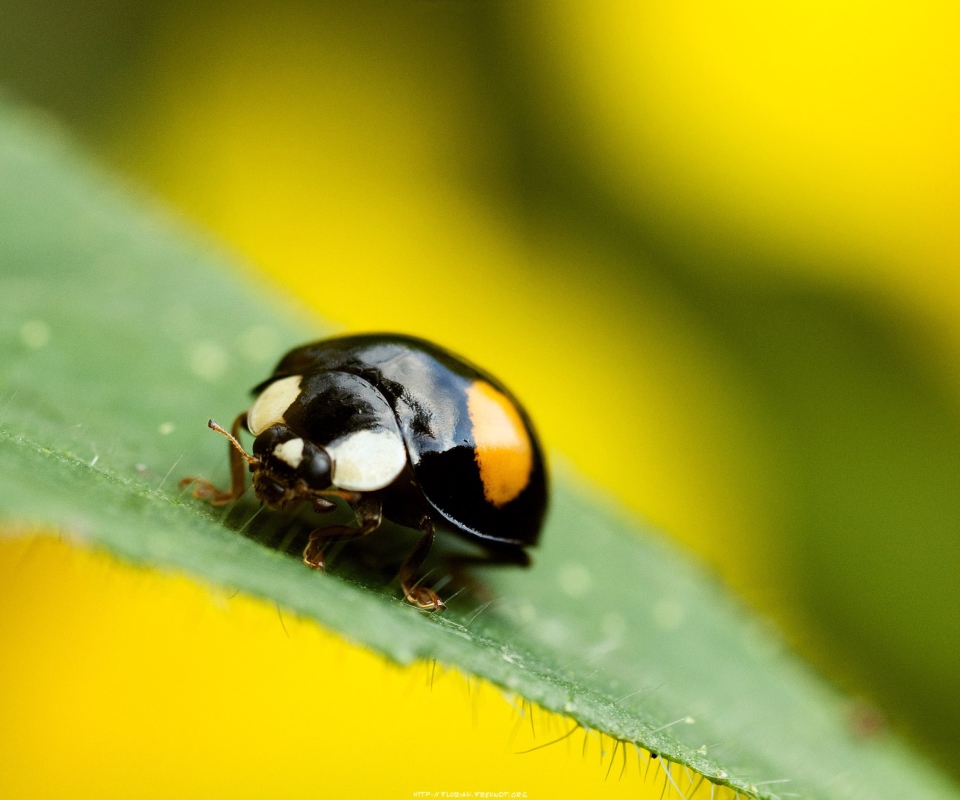 Das Yellow Ladybug On Green Leaf Wallpaper 960x800