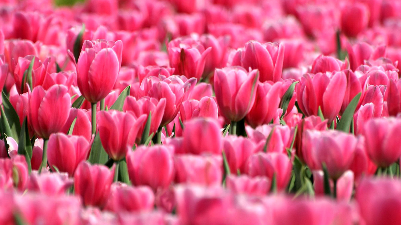 Das Pink Tulips in Holland Festival Wallpaper 1280x720