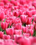 Das Pink Tulips in Holland Festival Wallpaper 128x160