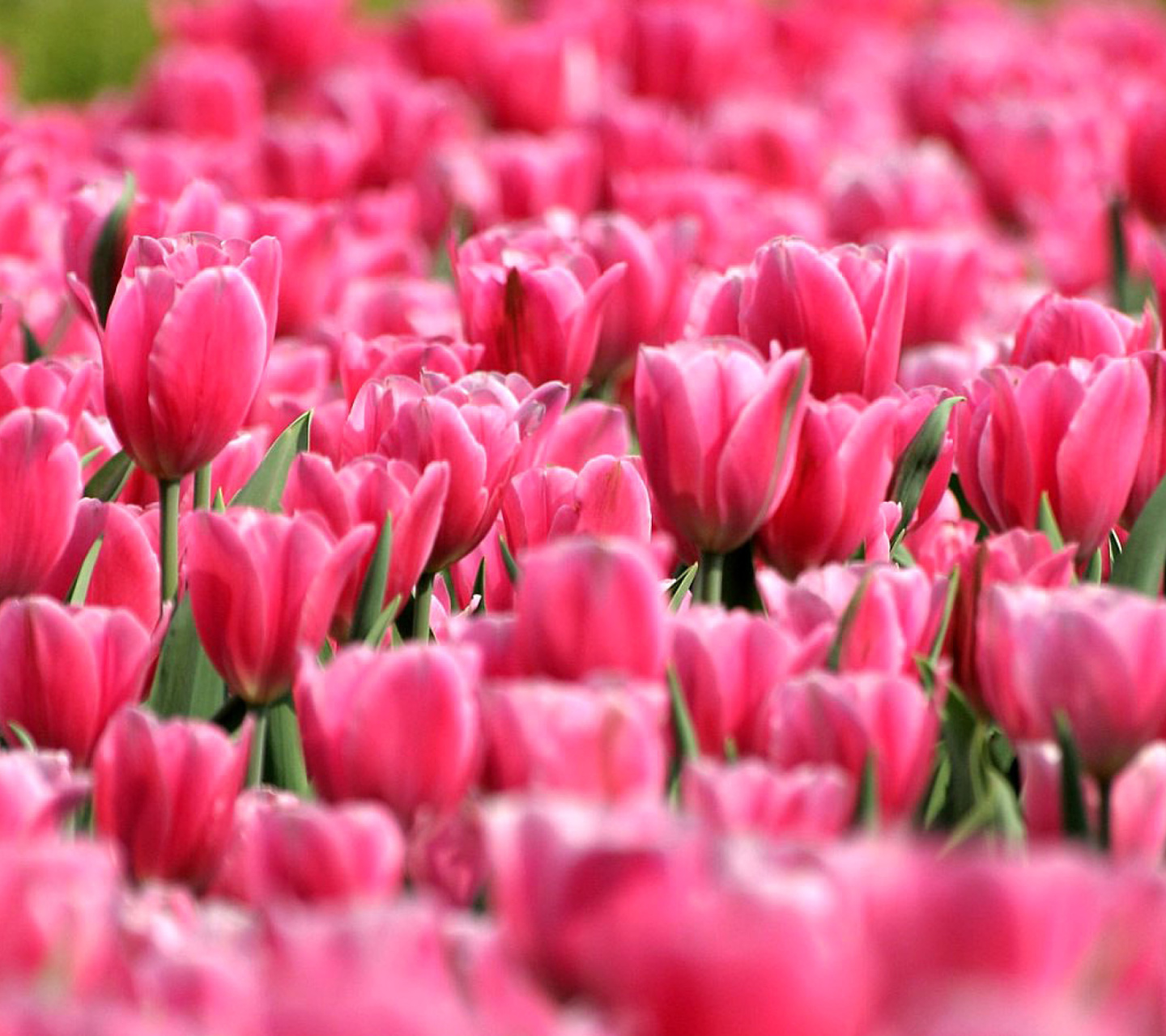Screenshot №1 pro téma Pink Tulips in Holland Festival 1440x1280