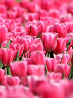 Обои Pink Tulips in Holland Festival 240x320