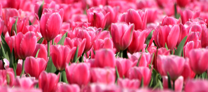 Fondo de pantalla Pink Tulips in Holland Festival 720x320