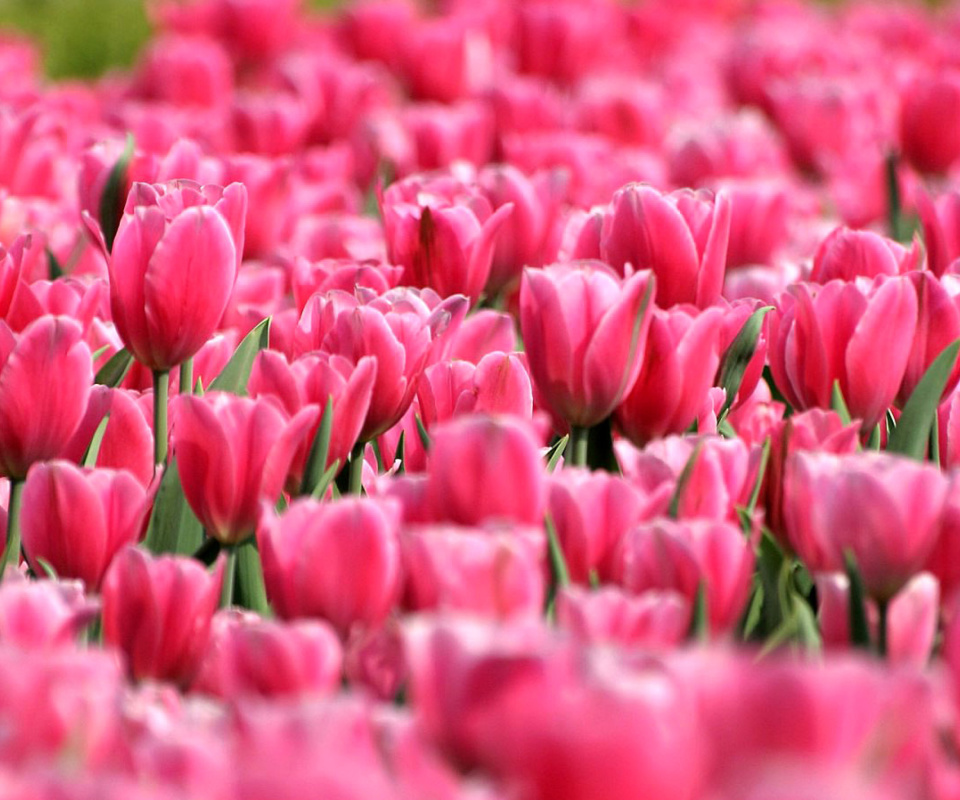 Обои Pink Tulips in Holland Festival 960x800