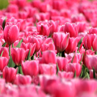 Kostenloses Pink Tulips in Holland Festival Wallpaper für 128x128