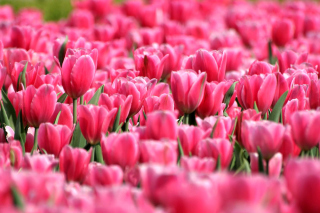Pink Tulips in Holland Festival Background for Android, iPhone and iPad