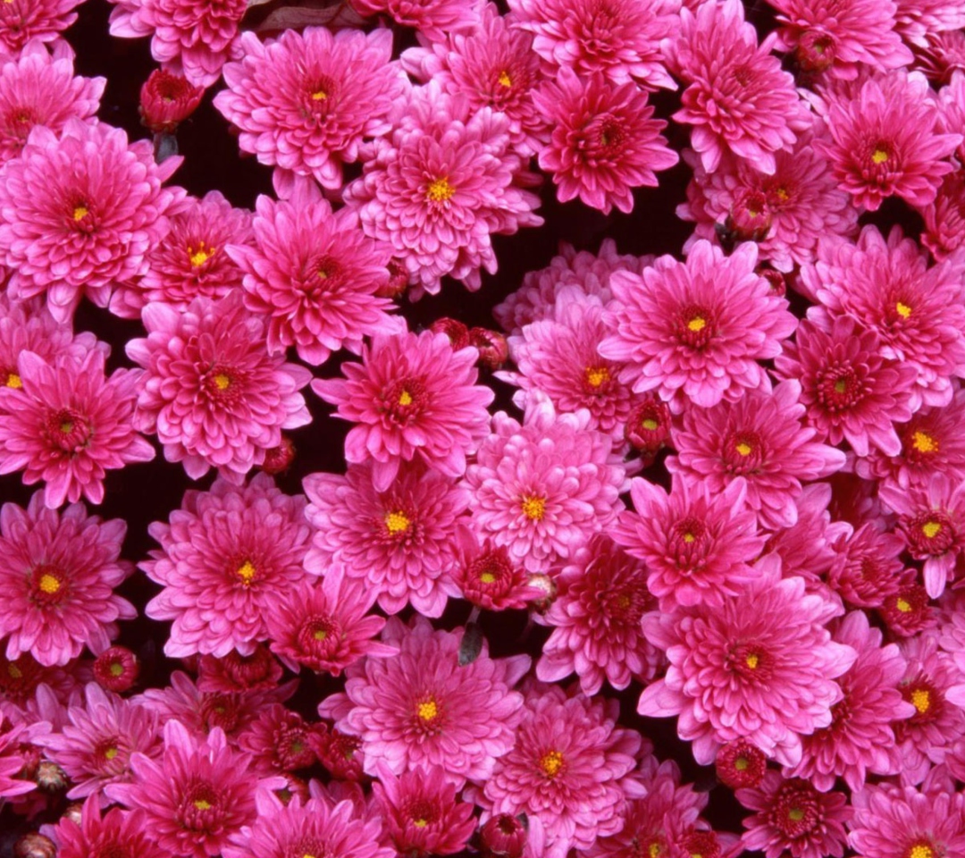 Das Magenta Flowers Wallpaper 1080x960