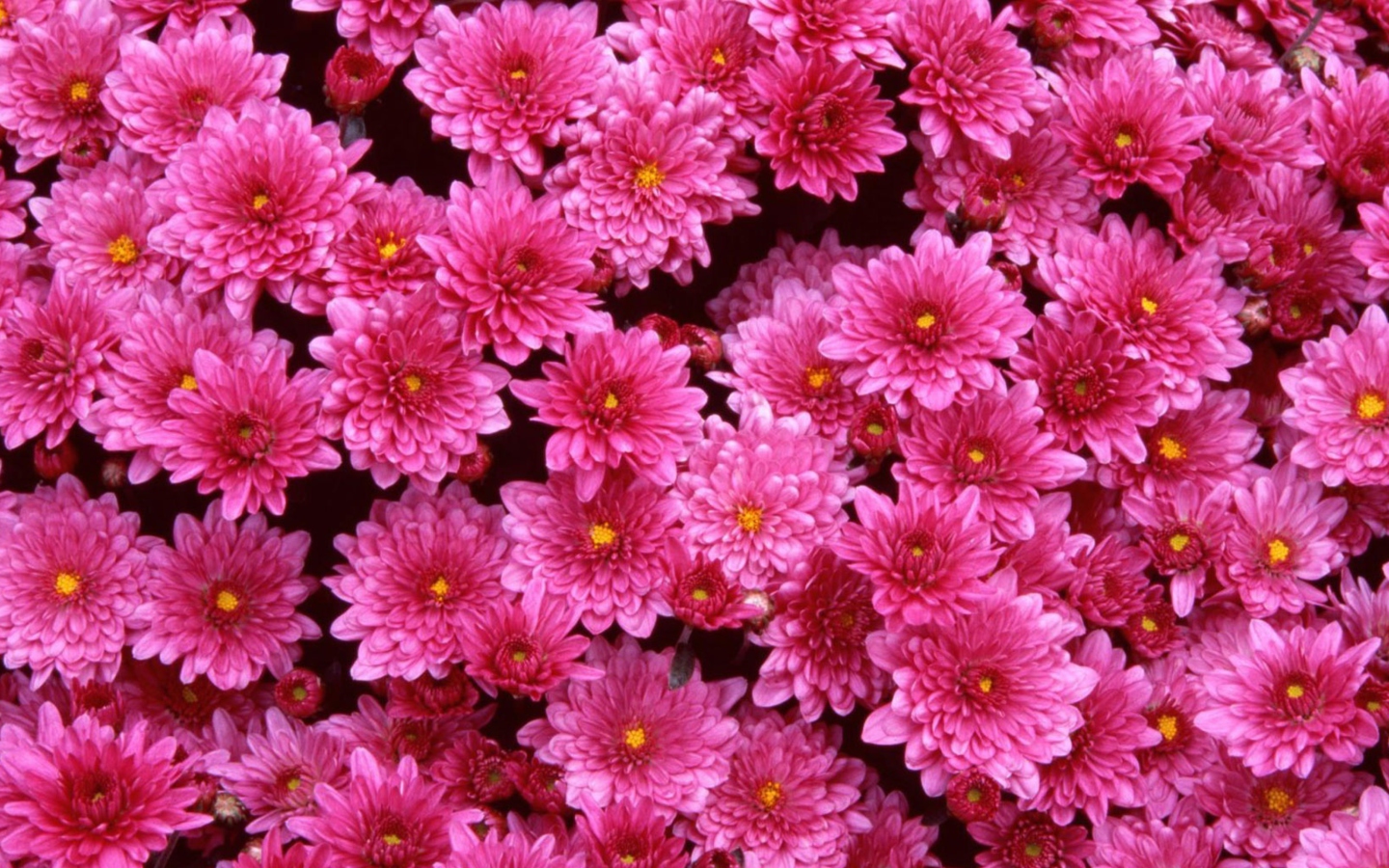 Screenshot №1 pro téma Magenta Flowers 1440x900