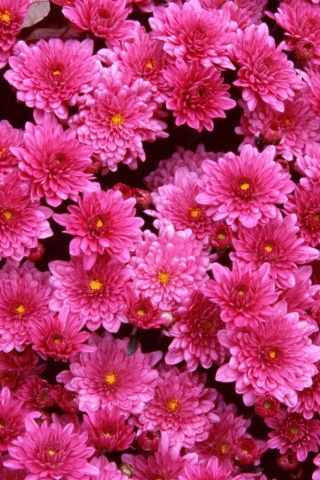 Screenshot №1 pro téma Magenta Flowers 320x480