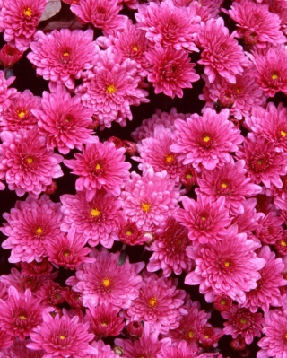 Magenta Flowers - Obrázkek zdarma pro 640x1136