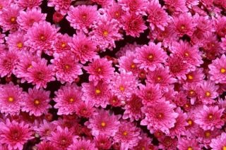 Magenta Flowers Wallpaper for Android, iPhone and iPad