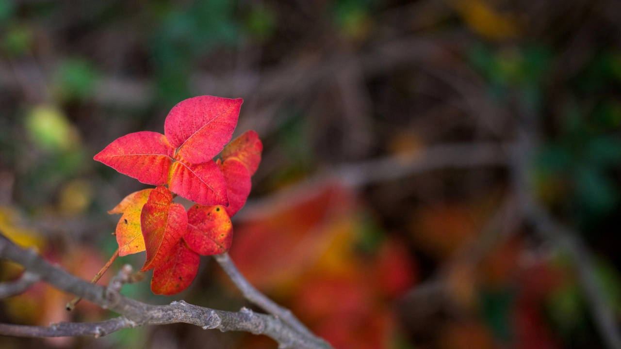 Обои Macro Autumn Leaf 1280x720