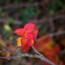 Screenshot №1 pro téma Macro Autumn Leaf 208x208