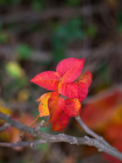 Fondo de pantalla Macro Autumn Leaf 240x320