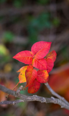 Sfondi Macro Autumn Leaf 240x400