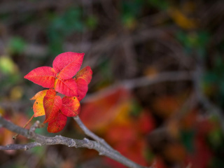 Обои Macro Autumn Leaf 320x240