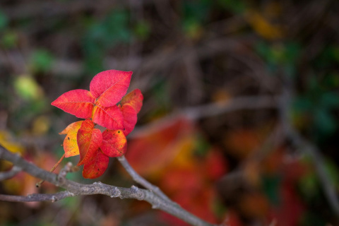 Das Macro Autumn Leaf Wallpaper 480x320