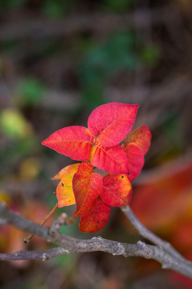 Das Macro Autumn Leaf Wallpaper 640x960