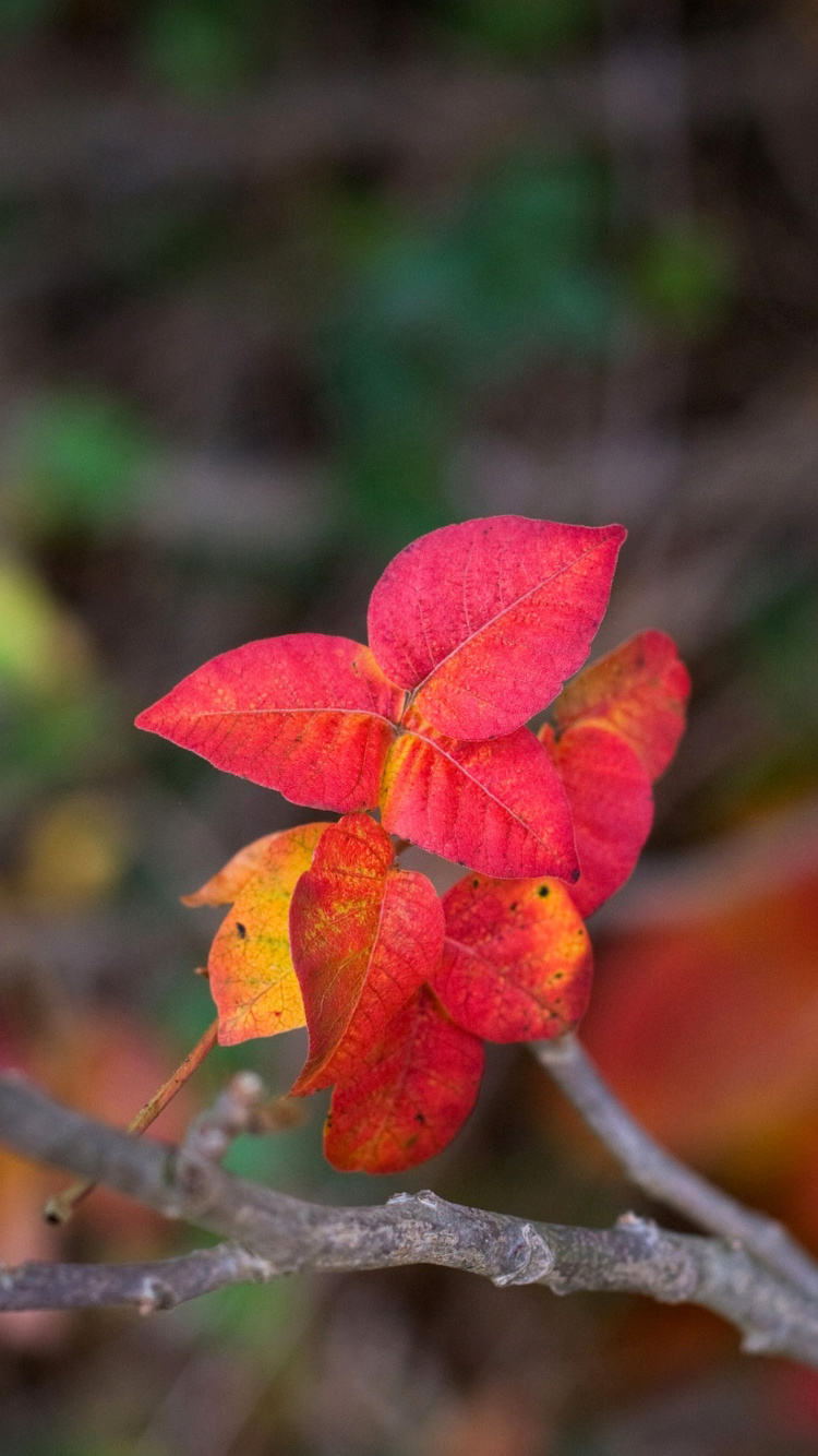 Das Macro Autumn Leaf Wallpaper 750x1334