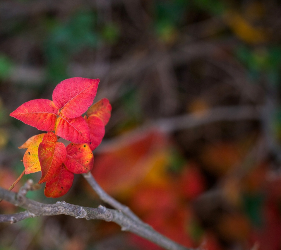Fondo de pantalla Macro Autumn Leaf 960x854