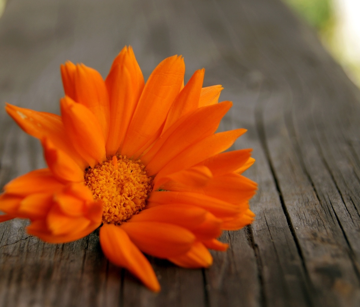 Fondo de pantalla Orange Flower Macro 1200x1024