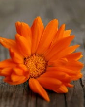 Обои Orange Flower Macro 176x220