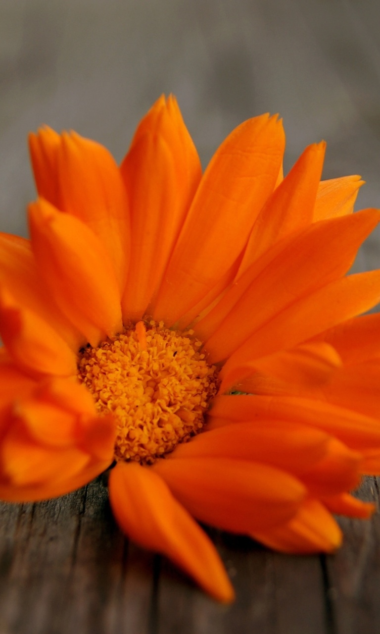 Orange Flower Macro wallpaper 768x1280