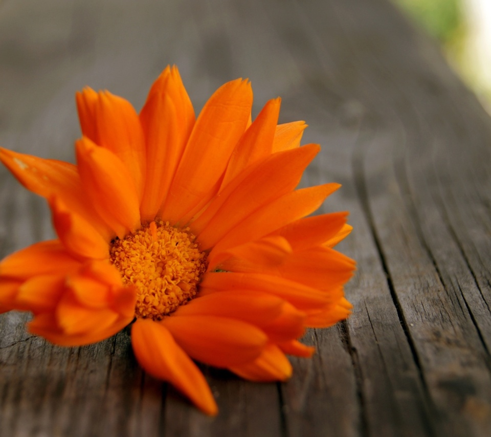 Fondo de pantalla Orange Flower Macro 960x854