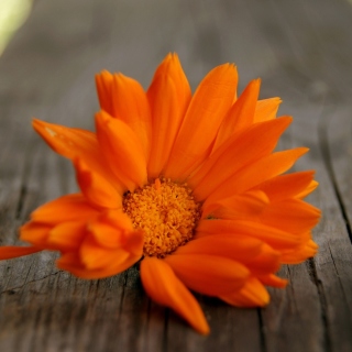 Kostenloses Orange Flower Macro Wallpaper für iPad
