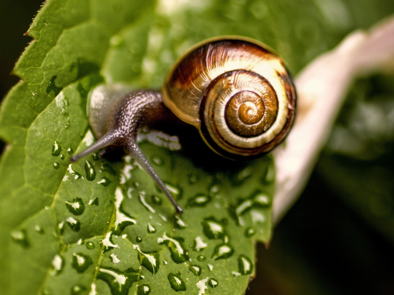 Snail and Drops wallpaper 1280x960
