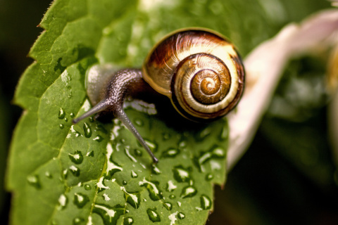 Fondo de pantalla Snail and Drops 480x320