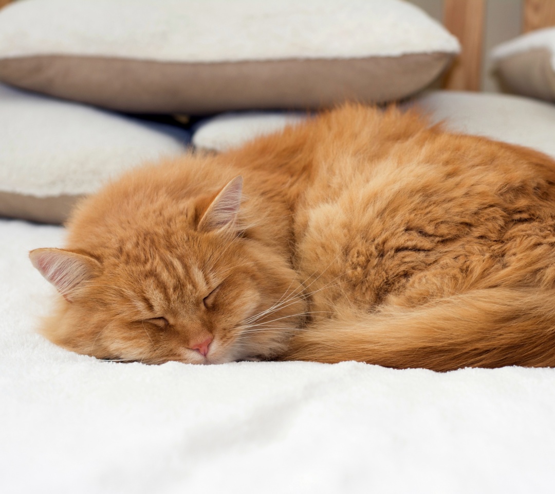 Обои Sleeping red cat 1080x960