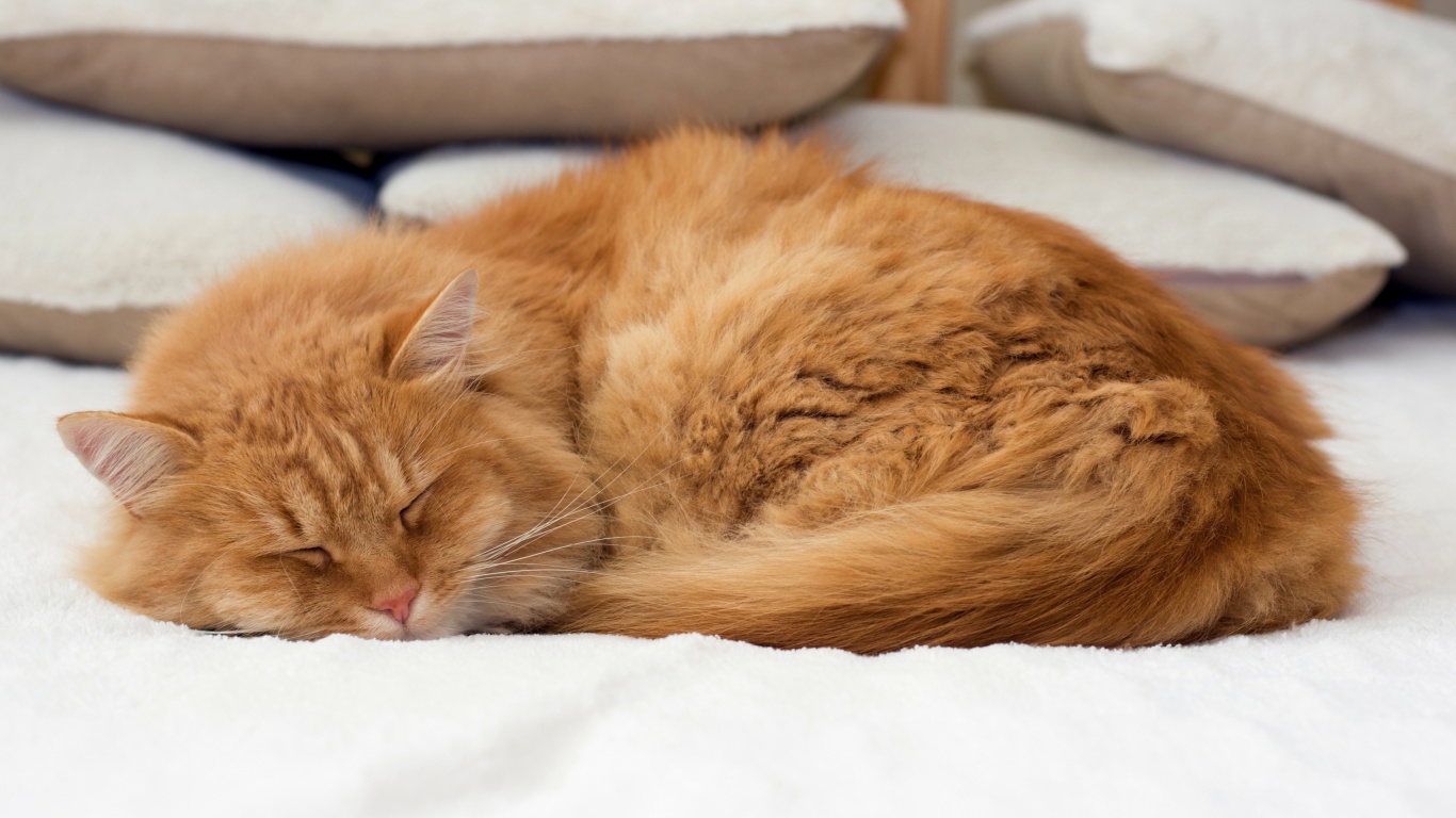 Sfondi Sleeping red cat 1366x768