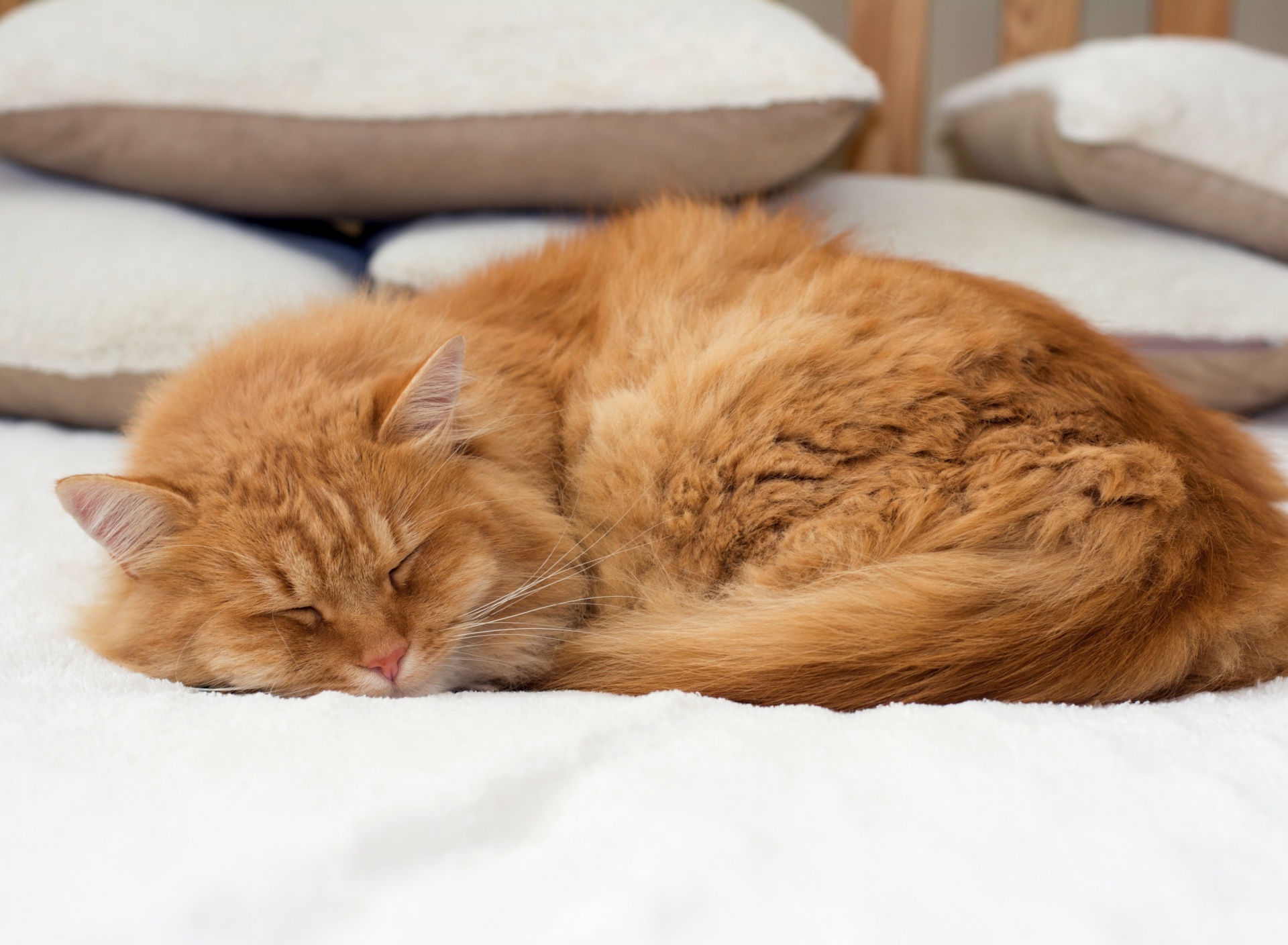 Sfondi Sleeping red cat 1920x1408